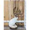 Image 4 : MONSTER Jackalope Full Body Taxidermy Mount