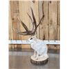 Image 5 : MONSTER Jackalope Full Body Taxidermy Mount