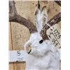 Image 6 : MONSTER Jackalope Full Body Taxidermy Mount
