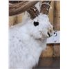 Image 7 : MONSTER Jackalope Full Body Taxidermy Mount