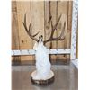 Image 8 : MONSTER Jackalope Full Body Taxidermy Mount