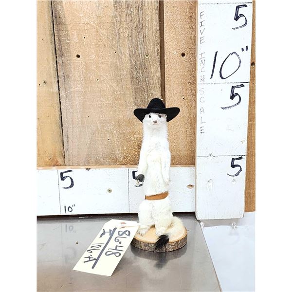 Sheriff Weasel Full Body Taxidermy Mount