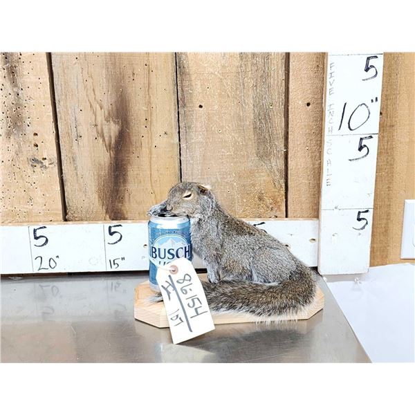 Drunken Squirrel Taxidermy Mount