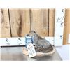 Image 1 : Drunken Squirrel Taxidermy Mount