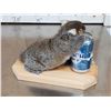 Image 3 : Drunken Squirrel Taxidermy Mount