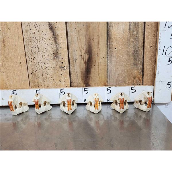 6 Beaver Skulls Taxidermy