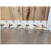 Image 2 : 6 Beaver Skulls Taxidermy