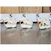 Image 4 : 6 Beaver Skulls Taxidermy