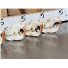 Image 7 : 6 Beaver Skulls Taxidermy