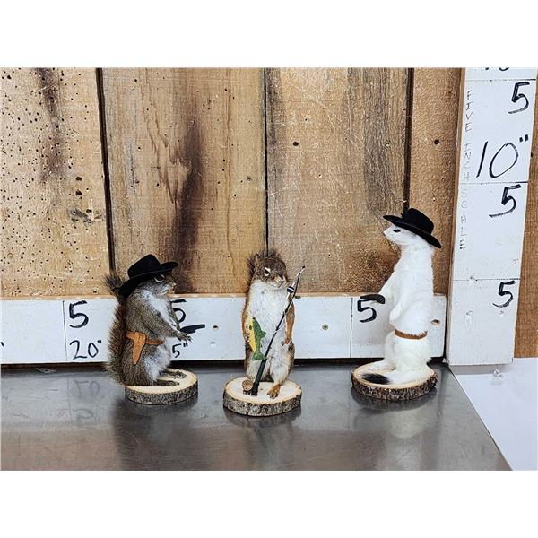 Three Cute Critters Taxidermy Lot
