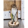 Image 5 : Three Cute Critters Taxidermy Lot