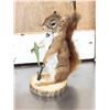 Image 6 : Three Cute Critters Taxidermy Lot