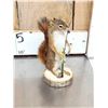 Image 7 : Three Cute Critters Taxidermy Lot