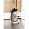 Image 8 : Three Cute Critters Taxidermy Lot