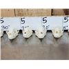 Image 3 : 10 Raccoon Skulls Taxidermy