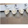 Image 4 : 10 Raccoon Skulls Taxidermy