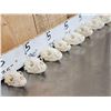 Image 5 : 10 Raccoon Skulls Taxidermy
