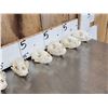Image 6 : 10 Raccoon Skulls Taxidermy