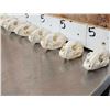 Image 7 : 10 Raccoon Skulls Taxidermy