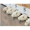 Image 8 : 10 Raccoon Skulls Taxidermy