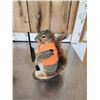 Image 11 : 3 Cute Critters Taxidermy Lot