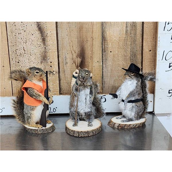 3 Cute Critters Taxidermy Lot