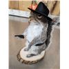 Image 5 : 3 Cute Critters Taxidermy Lot