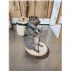 Image 7 : 3 Cute Critters Taxidermy Lot