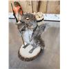 Image 8 : 3 Cute Critters Taxidermy Lot