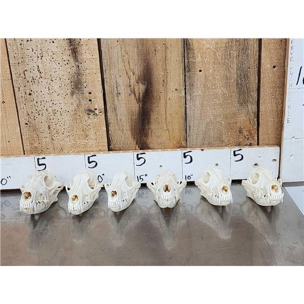 6 Coyote Skulls Taxidermy