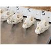 Image 2 : 6 Coyote Skulls Taxidermy