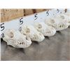 Image 4 : 6 Coyote Skulls Taxidermy