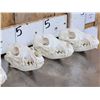 Image 5 : 6 Coyote Skulls Taxidermy