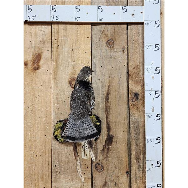 Ruffed Grouse Perched On A Limb Bird Taxidermy