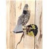 Image 2 : Ruffed Grouse Perched On A Limb Bird Taxidermy