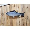 Image 2 : 39" King Salmon Real Skin Fish Taxidermy