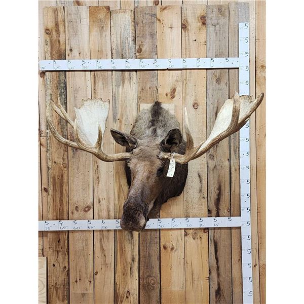 64" Wide Moose Shoulder Mount Taxidermy