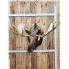 Image 1 : 64" Wide Moose Shoulder Mount Taxidermy