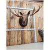 Image 2 : 64" Wide Moose Shoulder Mount Taxidermy