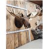 Image 3 : 64" Wide Moose Shoulder Mount Taxidermy