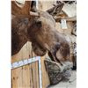 Image 4 : 64" Wide Moose Shoulder Mount Taxidermy