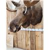Image 5 : 64" Wide Moose Shoulder Mount Taxidermy