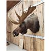 Image 6 : 64" Wide Moose Shoulder Mount Taxidermy