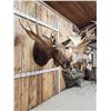 Image 7 : 64" Wide Moose Shoulder Mount Taxidermy