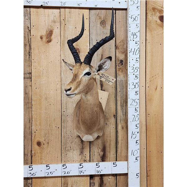 African Impala Shoulder Mount Taxidermy