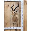 Image 1 : African Impala Shoulder Mount Taxidermy