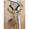 Image 2 : African Impala Shoulder Mount Taxidermy