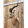 Image 3 : African Impala Shoulder Mount Taxidermy