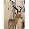 Image 4 : African Impala Shoulder Mount Taxidermy