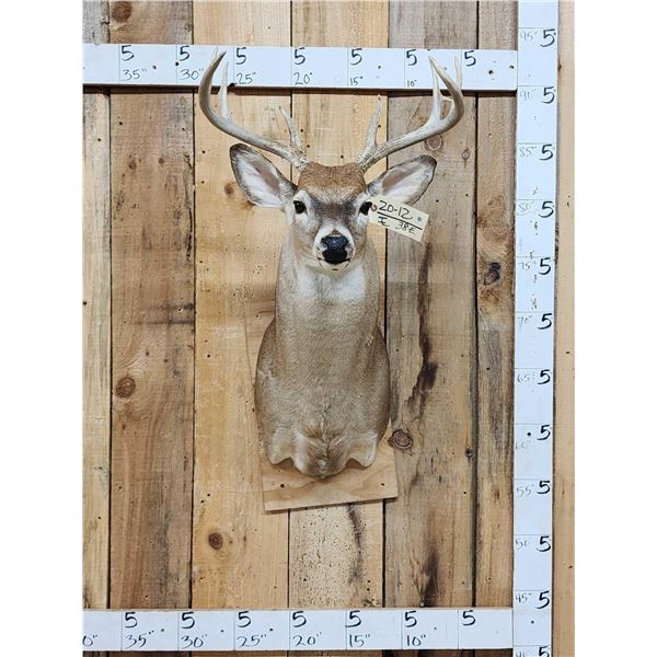 4x4 Whitetail Shoulder Mount Taxidermy